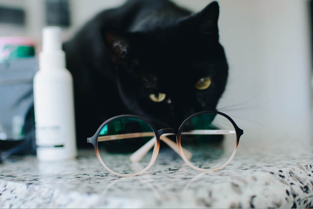 Henry, the Bombay cat, chewing on a pair of glasses.