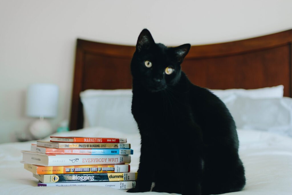 Henry, a bombay cat, and books.