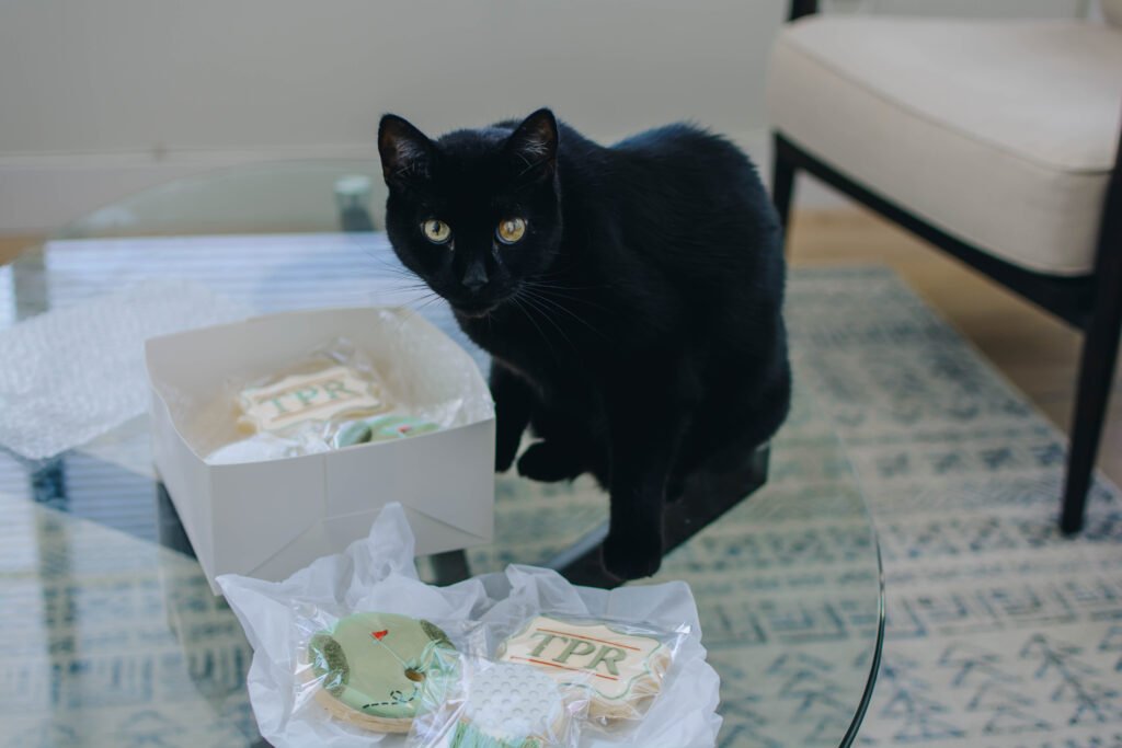 Henry the cat sniffing golf inspired cookies.