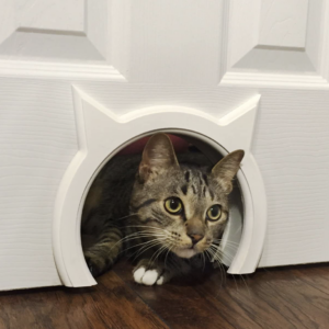 Holiday gift ideas for cat owners, a cat door.