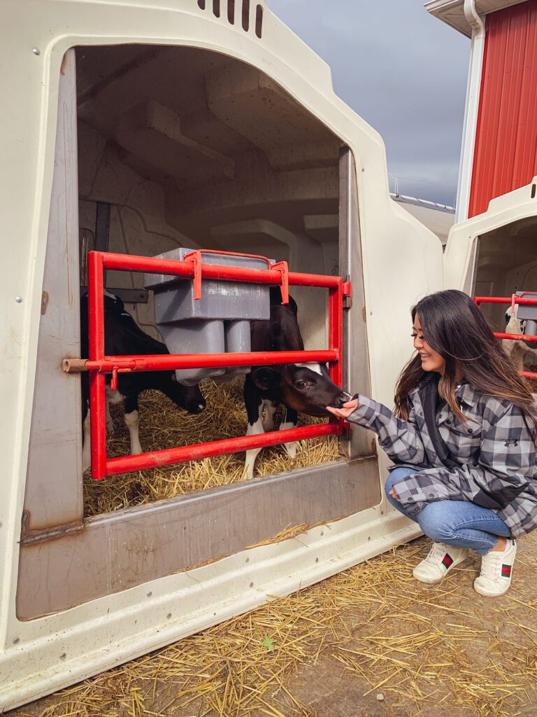 Arizona lifestyle blogger Demi Bang hanging out with calves in Sterling, Ohio.